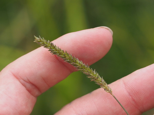 Sacciolepis indica observed 2023-09-19