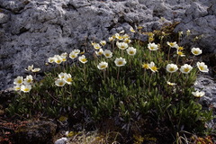 Dryas alaskensis