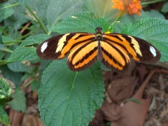 Heliconius ethilla narcaea