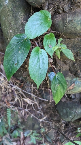 Begonia bouffordii