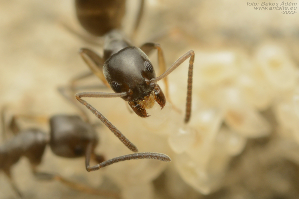 Tapinoma subboreale