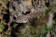 Liolaemus leopardinus