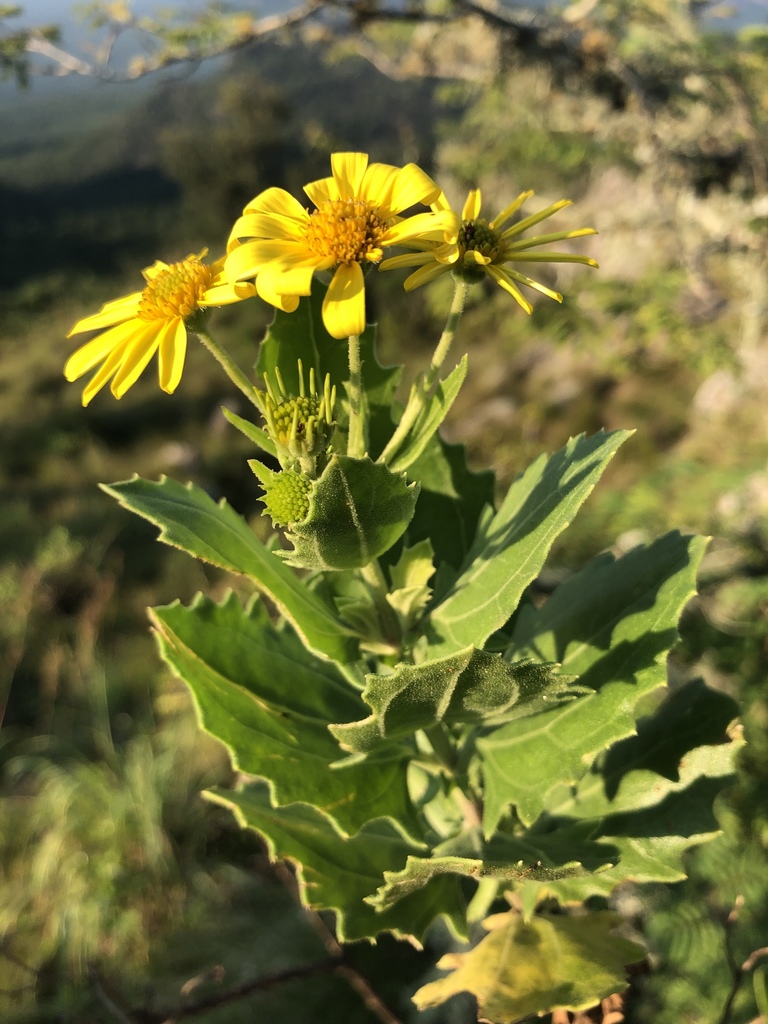 Osteospermum auriculatum