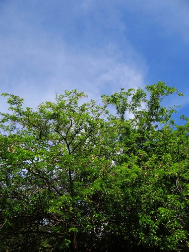 Bloodwood Tree
