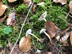 Strobilurus esculentus