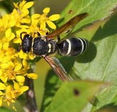 Ancistrocerus catskill