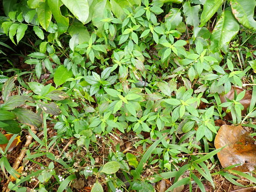 Spermacoce remota observed 2023-09-08