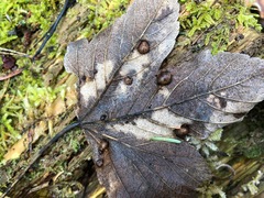 Pediaspis aceris