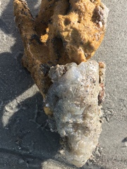 Aplidium stellatum