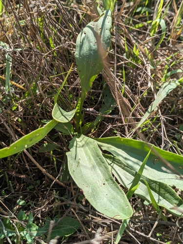 Plantago schwarzenbergiana, photograph 3