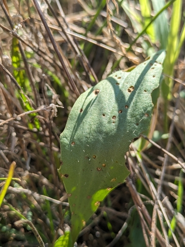 Plantago schwarzenbergiana, photograph 4