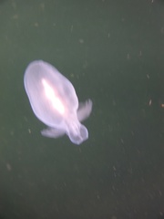 Cliopsis krohnii