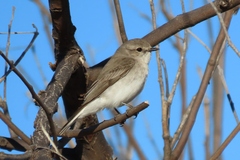 Jacky Winter photo 5