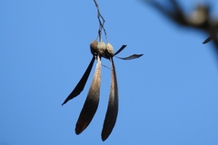 Gyrocarpus jatrophifolius