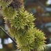 Castanopsis fargesii - Photo (c) 郭伯川, some rights reserved (CC BY-NC), uploaded by 郭伯川