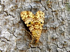 Glenopteris oculifera