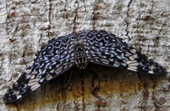 Hamadryas amphinome mazai