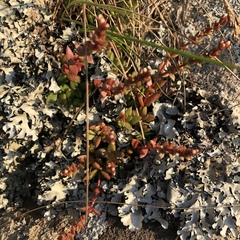 Crassula setulosa jenkinsii