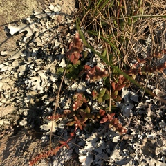 Crassula setulosa jenkinsii