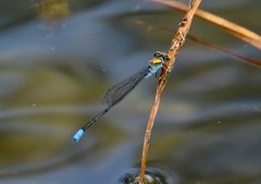 Pseudagrion aureofrons
