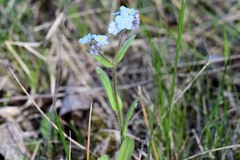 Myosotis imitata