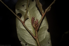 Heritiera trifoliolata