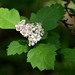 Red Hawthorn - Photo (c) Evgeny Boginsky, some rights reserved (CC BY-NC), uploaded by Evgeny Boginsky