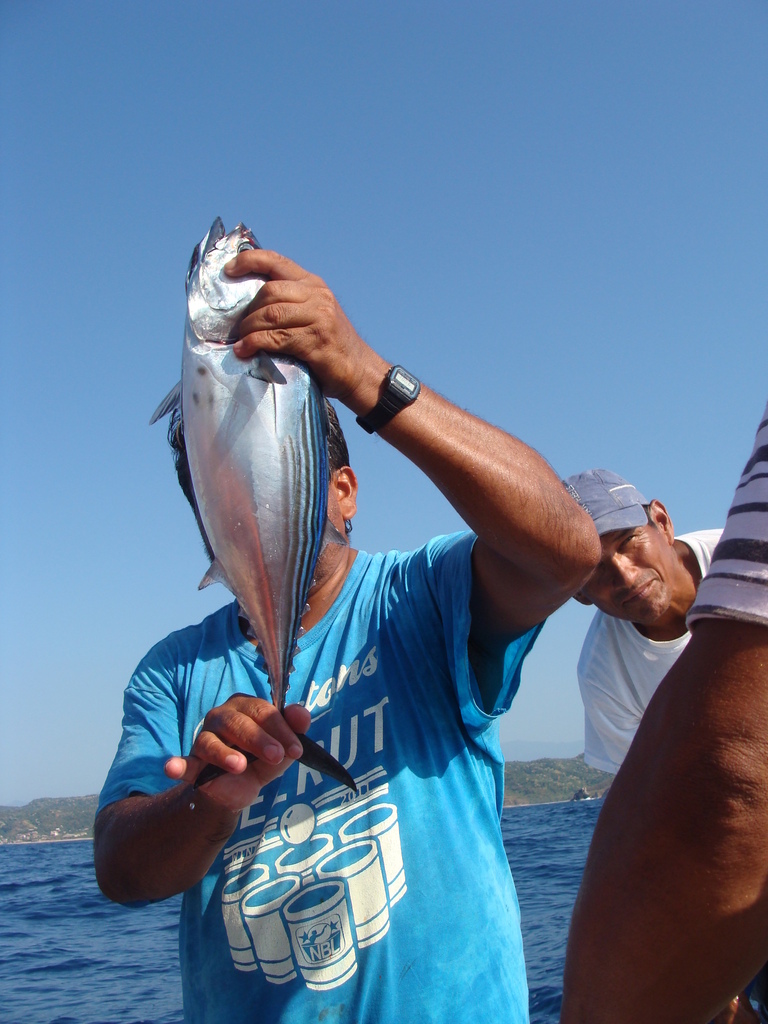 Black Skipjack from MC6V+FG, 70947 Mazunte, Oaxaca, Mexiko on November ...