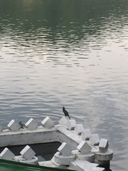 Phalacrocoracidae