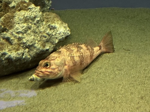 Hilgendorf's saucord (Helicolenus hilgendorfii) — Sebastidae — 4
