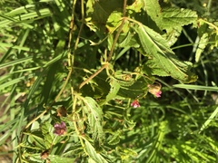 Hermannia quartiniana