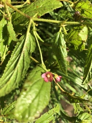 Hermannia quartiniana