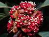 Lindera megaphylla - Photo no rights reserved, uploaded by 葉子