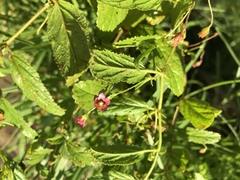 Hermannia quartiniana