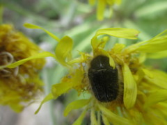 Tropinota squalida canariensis