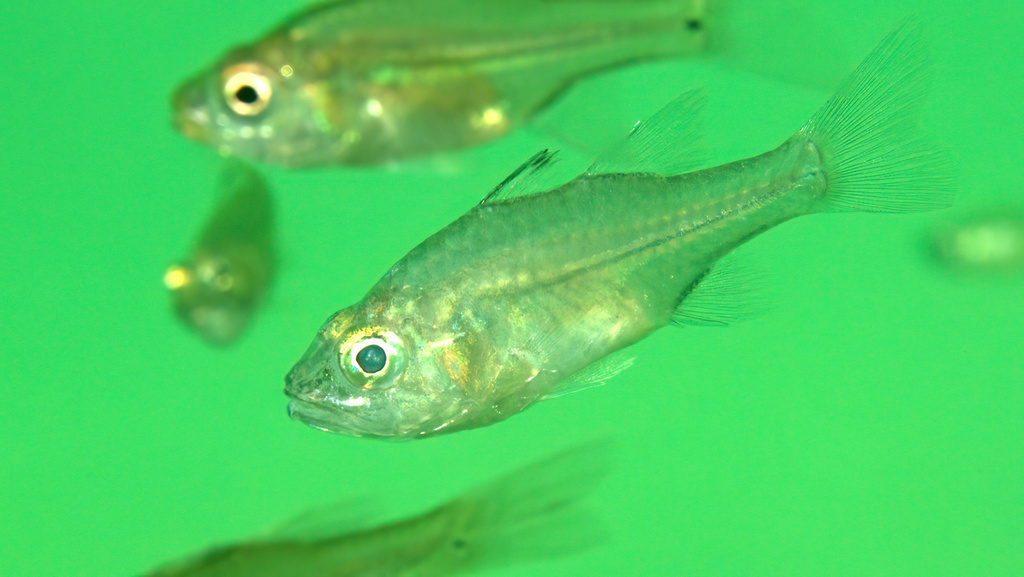 Mangrove cardinalfish