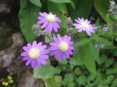 Pericallis echinata