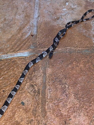 Photo of a Yucatán Blunthead Snake (Imantodes tenuissimus)
