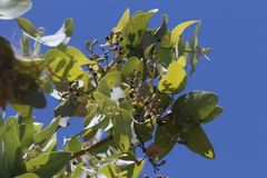 Eucalyptus pruinosa, photograph (c) Greg Tasney, some rights reserved (CC BY-SA)