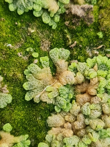 Riccia cavernosa