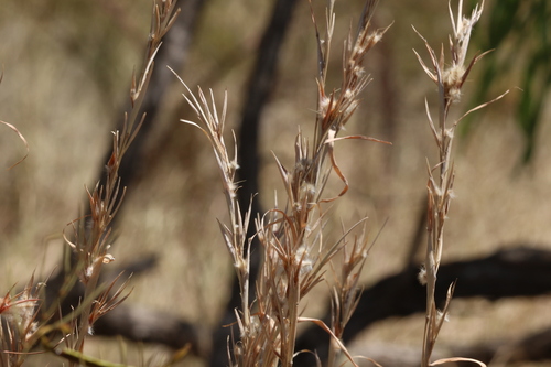 Image of Citronella Grass (Cymbopogon bombycinus) by (c) Greg Tasney, some rights reserved (CC BY-SA)
