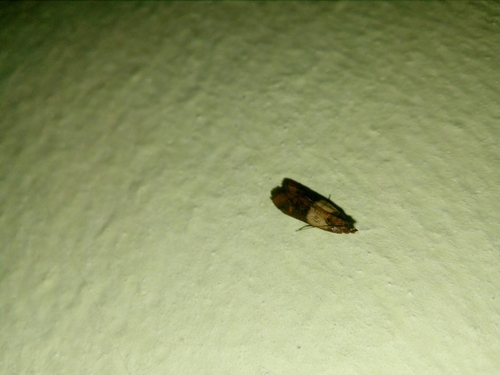 Bakrenasti moljac (Plodia interpunctella)