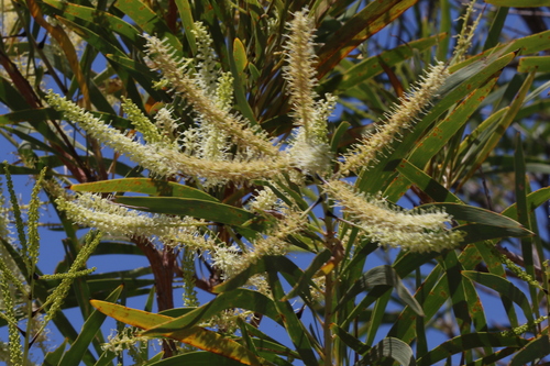 Caustic Bush (Grevillea mimosoides)