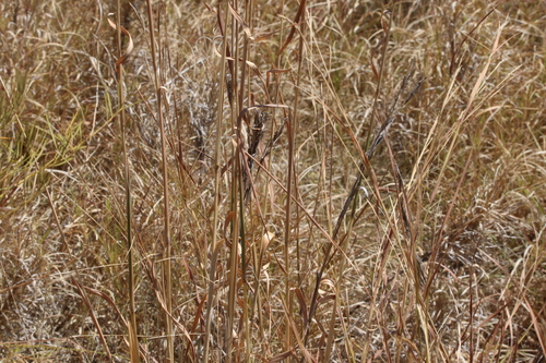 Image of Citronella Grass (Cymbopogon bombycinus) by (c) Greg Tasney, some rights reserved (CC BY-SA)