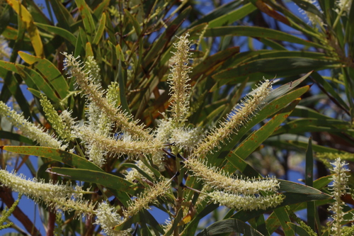 Image of Grevillea mimosoides by (c) Greg Tasney, some rights reserved (CC BY-SA)