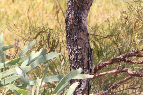 Image of Grevillea mimosoides by (c) Greg Tasney, some rights reserved (CC BY-SA)