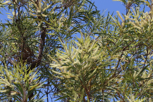 Image of Grevillea mimosoides by (c) Greg Tasney, some rights reserved (CC BY-SA)