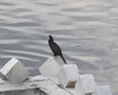 Phalacrocoracidae