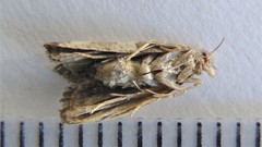 Spilonota ocellana