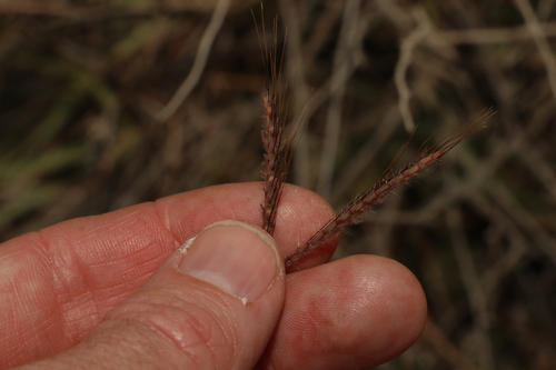 Image of Bothriochloa ewartiana by (c) Greg Tasney, some rights reserved (CC BY-SA)